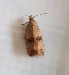 Réf. 212 359 : Celypha striana